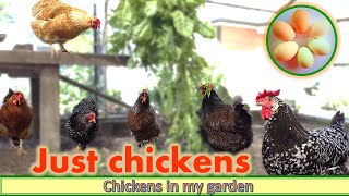 Just chickens - No talking, no music, just chickens being chickens