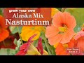 Sow right seeds  alaska mix nasturtium