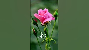 أصبحنا وأصبح الملك لله #دعاء #دعاء_الصباح #اذكار_الصباح #صباح_الخير  #اكسبلور