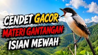 🔴 CENDET GACOR ISIAN MEWAH MATERI GANTANGAN FULL TEMBAKAN DAHSYATTTT