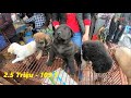 Chợ chó mèo cảnh rẻ đẹp | Hỏi giá từng loại chó mèo | Pets Market