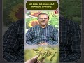 పెసర మినుము  కంది పంటలను ఆశించే కీటకాలను ఎలా నిరోధించవచ్చు? | T-SAT