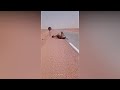 Algeria desert saving a thirsty camel from death  under 60 degree