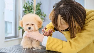 I want to groom the fluffy Toy Poodle puppy, but she has fallen asleep.