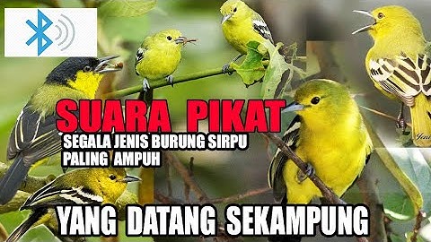 Suara pemanggil atau pikat burung sirtu/cipoh mp3 yang paling ampuh.Common Iora sound calling.