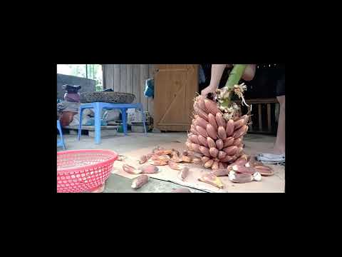 Video Chuối Hột Chín Ngâm Rượu Cao Bằng 05.2019 - youtube