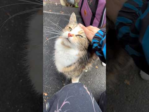 Pretty cat and kitten