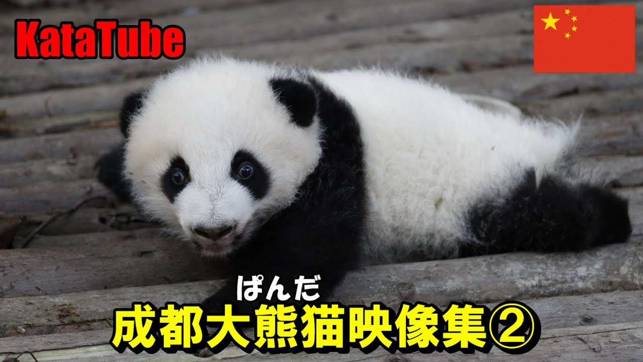 成都赤ちゃんパンダ映像集 2 Chengdu Pandas 2 Youtube