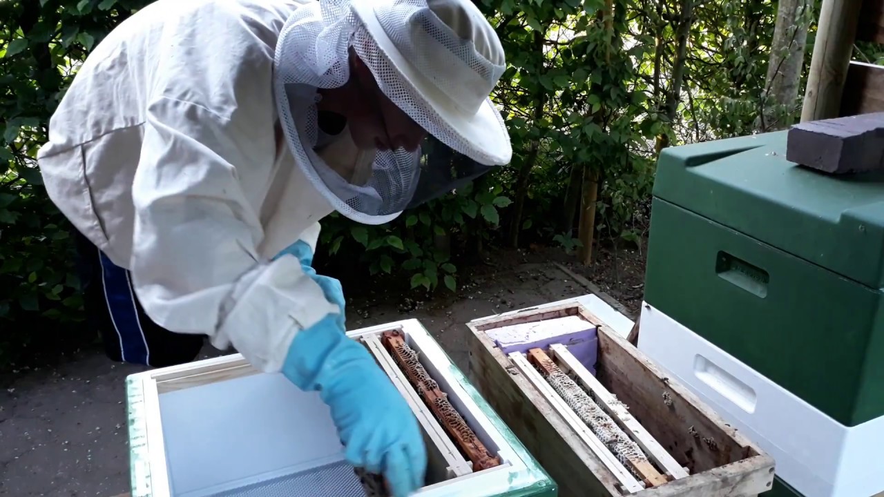 Ein Ableger findet ein neues zu Hause!👍 Ableger in Beute umsetzen.🐝