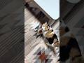【三毛猫】私と歩みたいミケ