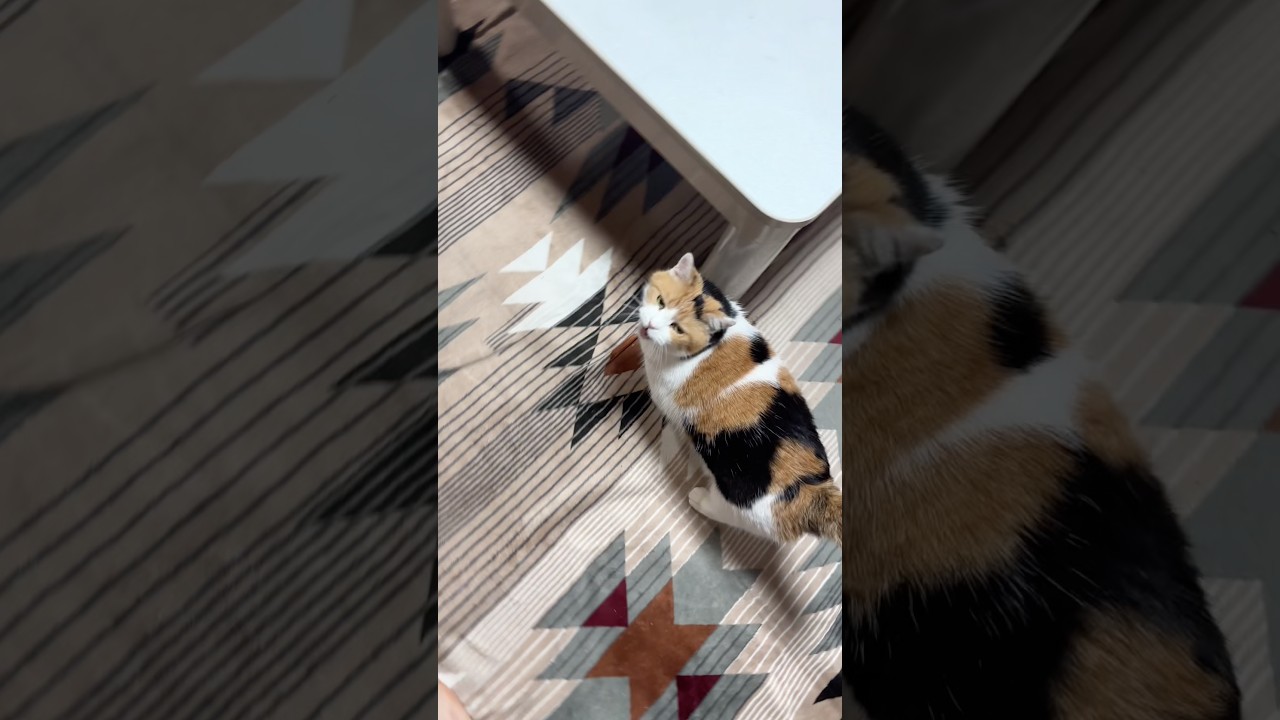 三毛猫】私と歩みたいミケ - YouTube