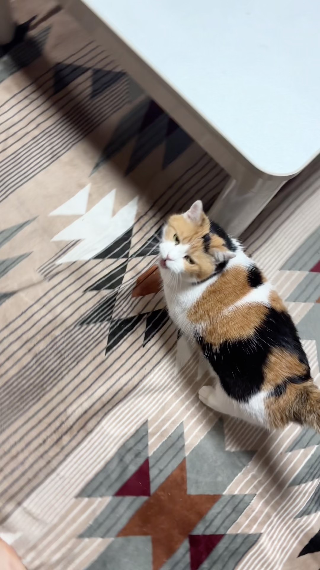 瞑想ねこ　三毛猫(〃ω〃)ミケさん 三毛猫】私と歩みたいミケ - YouTube