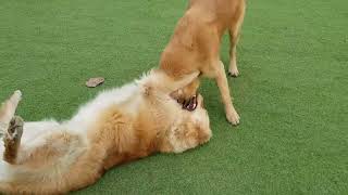 골든리트리버들의 우정 타임 Golden Retrievers Playtime Vibes