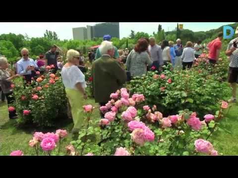 Vídeo: Per Què Les Roses Es Tornen Grogues I Cauen Les Fulles, Què Fer?
