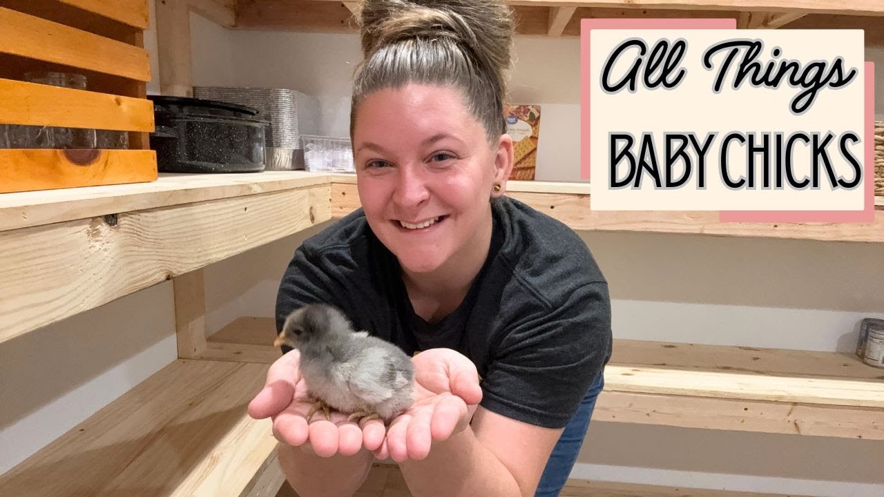 How To Raise Winter Chicks | Meet The Newest Babies of Willow Creek Homestead 🐣🩶