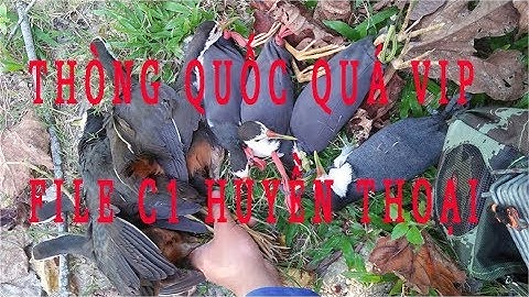 Cách bẫy quốc hiệu quả, tiếng quốc mồi chuẩn 2019 miễn phí