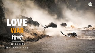 Love and War - हिन्दी डॉक्यूमेंट्री | Wildlife documentary in Hindi