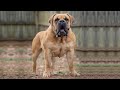 MOST STRONG DOGS - THE BOERBOEL DOG - Deadly or pet