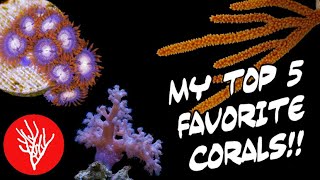 My TOP 5 Favorite Corals!