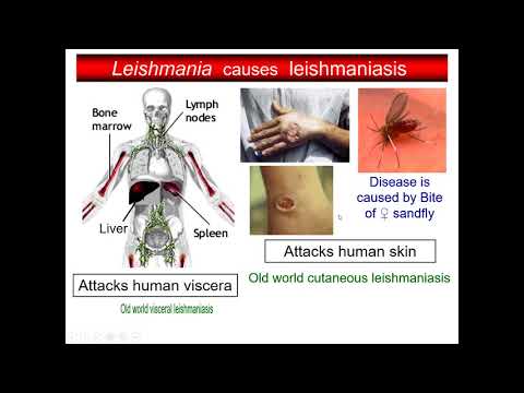 Video: Molekylära Signaturer Av Neutrofila Extracellulära Fällor Vid Mänsklig Visceral Leishmaniasis