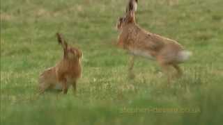 Mad March Hares Boxing - male chases female