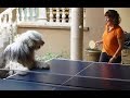 Dogs playing ping pong