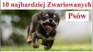 10 najbardziej Zwariowanych Psów