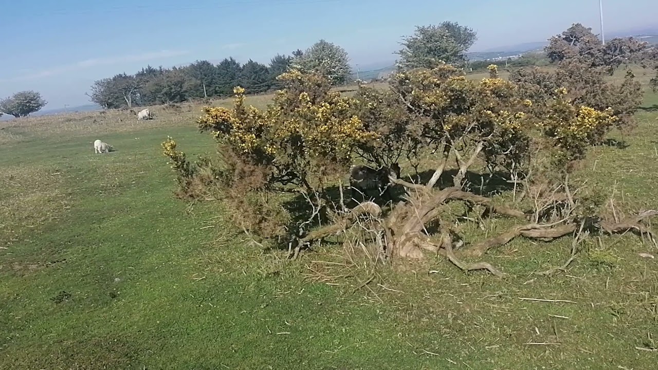 The patience of the shepherd