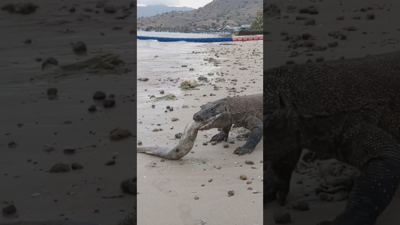 komodo dragon eat sea eel