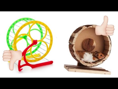 Video: Jak Naučit Křečka Běhat Na Kole