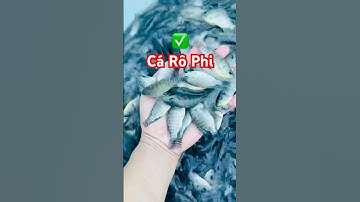 ✅ Cá Rô Phi Giống đẹp đã ép trên bể chuẩn bị giao khách #cagiong 0962734709 Hải Phòng #giathuysan