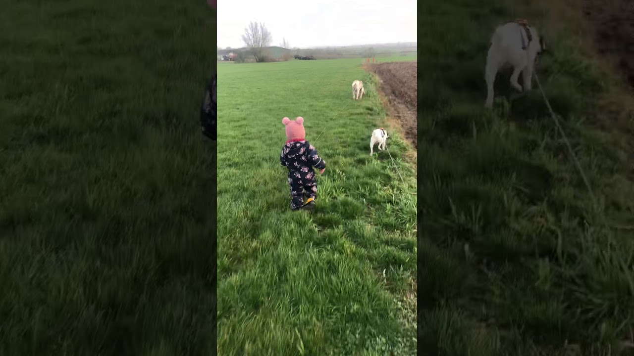 Taking my Italian Spinone for a walk