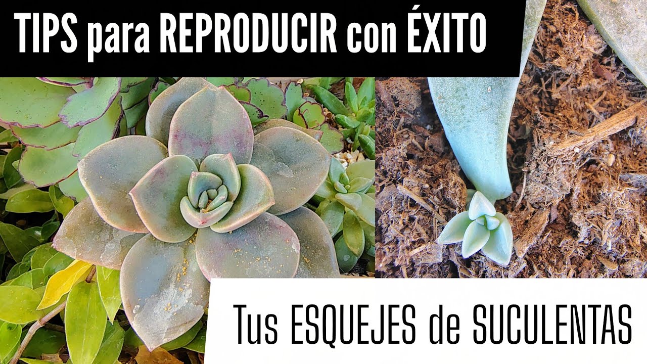 ¿Estás ☠️ tus esquejes de suculentas?  