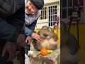 Star Protects Shitai. Shitai Protects Star. #Amazinganimalsontiktok #Confusinganimalbehaviors