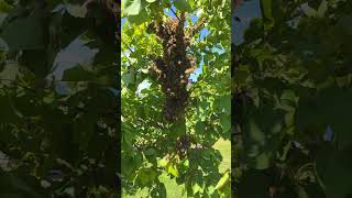 Ще один рій на дереві 😳🐝