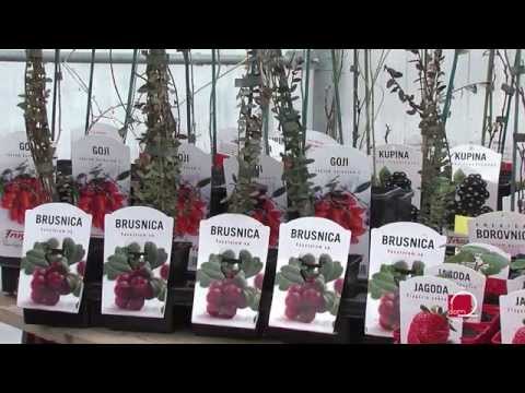 Video: Lingonberry - Korisna Svojstva I Uporaba Brusnice, Bobičastog Voća, Lišća Brusnice. Lingonberry Tijekom Trudnoće, S Cistitisom
