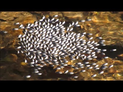 Whirligig Beetle Swarm!