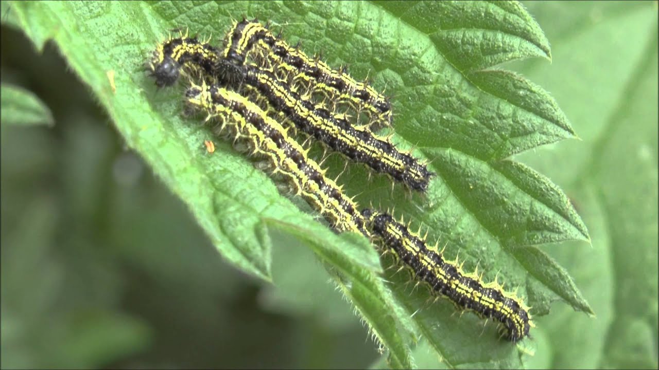 Small Tortoiseshell Butterfly Aglais urticae larvae