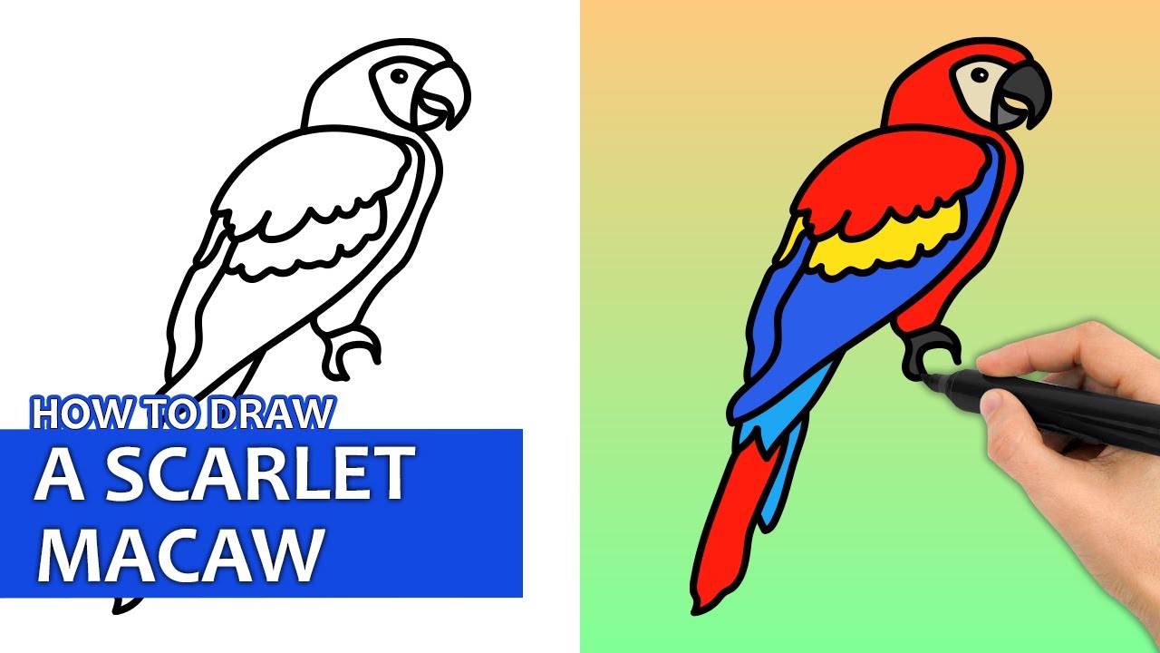 Macaw Drawing