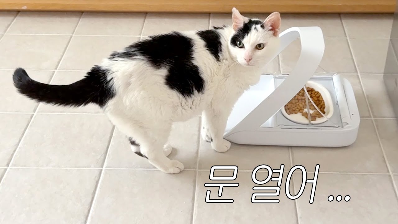 밥이 눈 앞에 있는데 못 먹는다