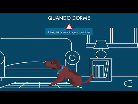 Video: Come lenire le articolazioni Achy del tuo cane