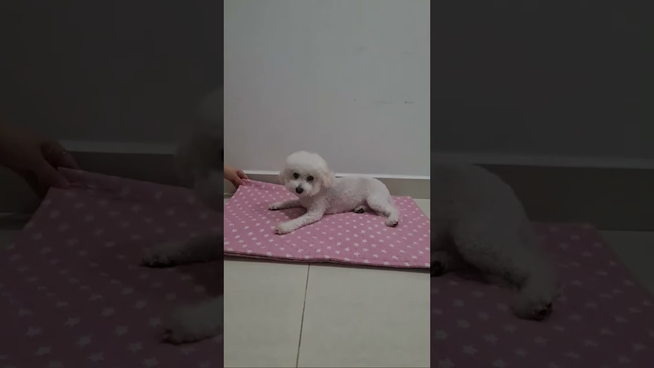 Cherry's Buggati 체리의 부가티