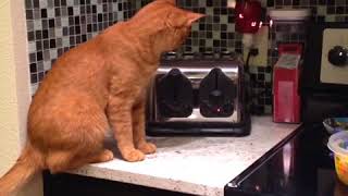 Startled cats 🐈🤣🙀 - Just A Bunch Of Scared Cats!
