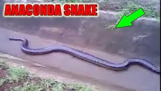 Anaconda Snake - Giant Snake In The World - Biggest Snake - Full