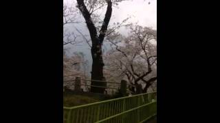 Sakura in Yokohama