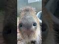 คาปิบาร่าเห็นหน้าตัวเอง #wjexotic #capybara #exotic #คาปิบาร่า