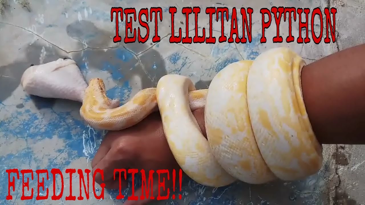 FEEDING TIME PYTHON ALBINO WITH DRUM STICK, LILITAN PYTHON 2 METER ...