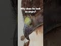 See full video to learn all about a Red Tail Hawk's amazing adaptations for survival!