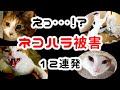 【飼い主絶句】我が家のネコハラ被害12連発、全部お見せします
