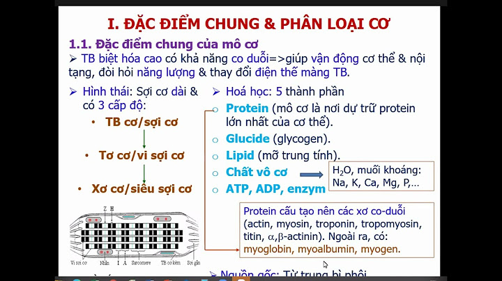 Trong cơ thể, tế bào nào sau đây có lưới nội chất trơn phát triển mạnh nhất